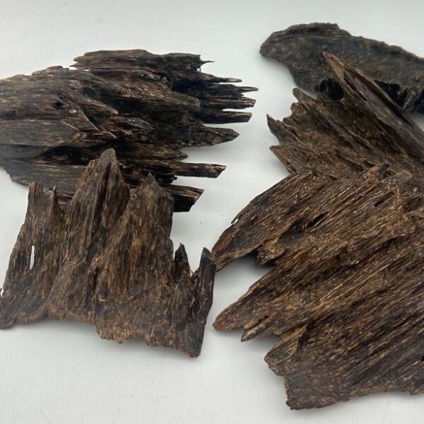 عود هندي جار شوكي ملكي